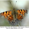 polygonia c-album 2male2